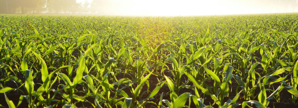 Untitled design (19)